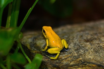 anfibios amarillos