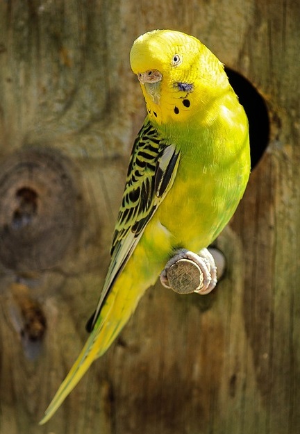aves amarillas