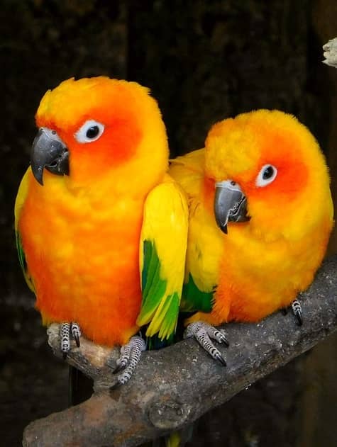 aves naranjas