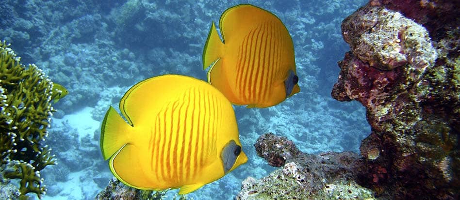 peces amarillos