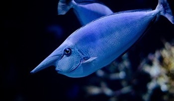 peces de color azul
