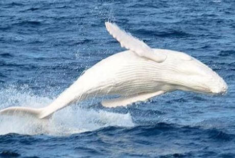 Animales blancos del mar