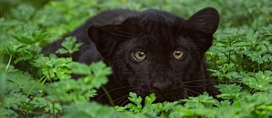 Animales de color negro en la naturaleza