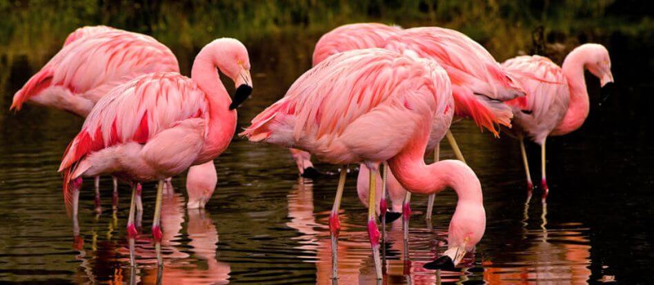 Animales de color rosa en la naturaleza