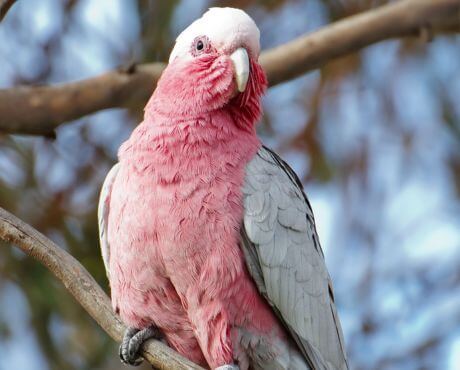 Animales rosa que viven en bosques tropicales