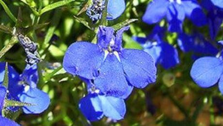 Arreglos florales de color azul marino
