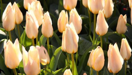 Arreglos florales de color beige