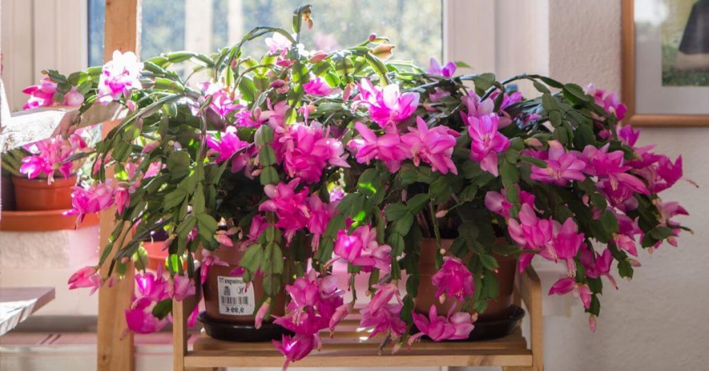 ¿Cómo cuidar flores de color rosa?