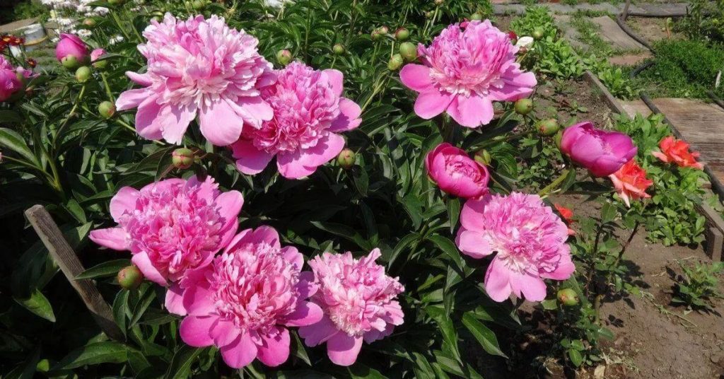 ¿Cómo mantener hermosas las flores de color rosa?