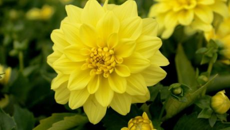 Flor amarilla para el jardín