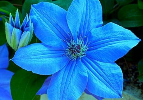 Flor azul bonita