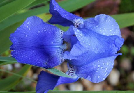 Flor azul hermosa
