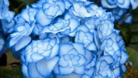 Flor azul para la casa