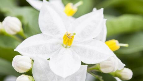 Flor blanca de aroma dulce