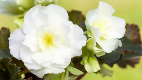 Flor blanca para sala de estar