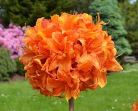 Flor de color naranja elegante