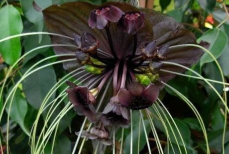 Flor de murcielago planta tropical