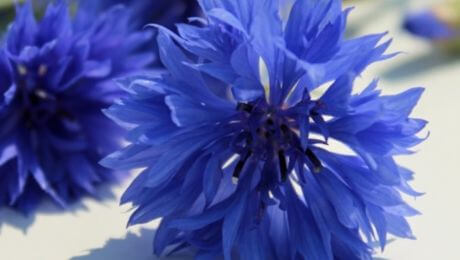 Flores azul marino para el interior