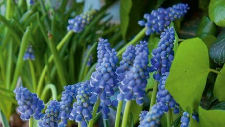 Flores azul marino para el jardín