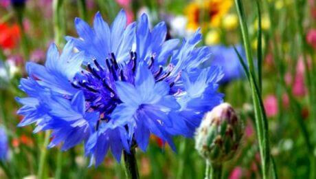 Flores azules de europa