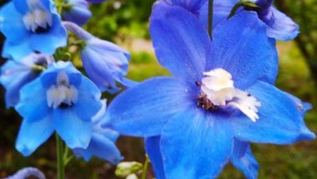 Flores azules elegantes
