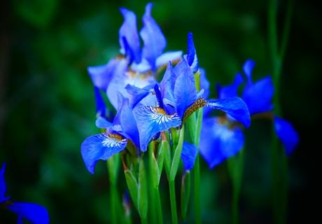 Flores azules para el exterior