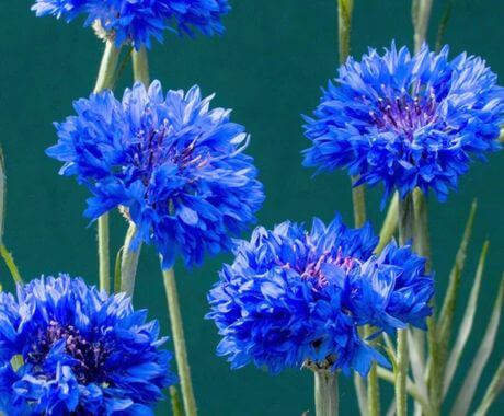 Flores azules para el interior