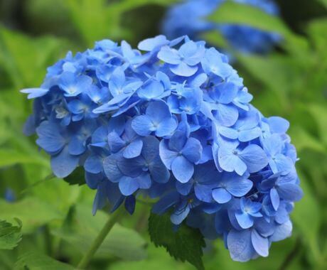 Flores azules simbolismo