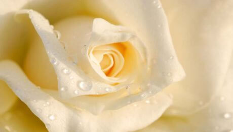Flores beige romanticas