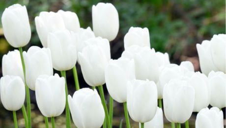Flores blancas ideal para macetas