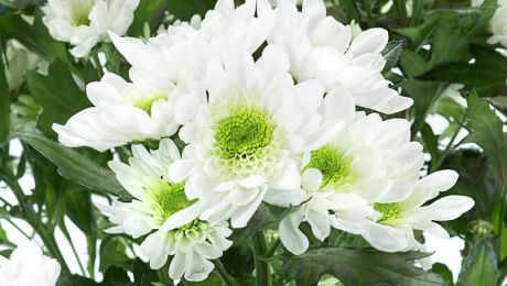 Flores blancas para difuntos
