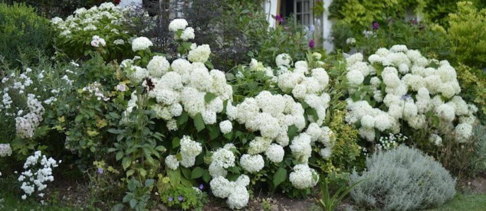 Flores blancas para jardín