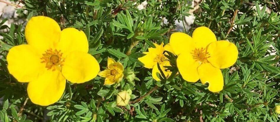 Flores de color amarillo para el hogar