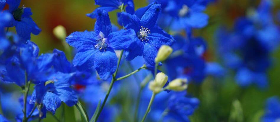 Flores de color azul para el hogar