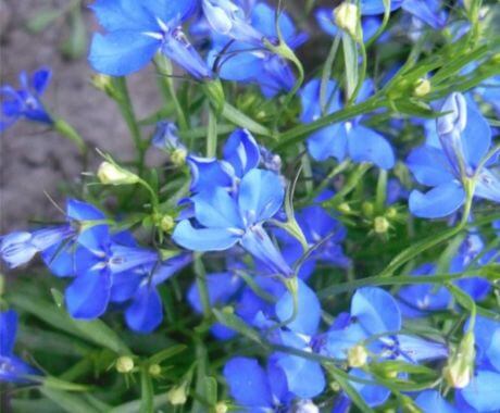 Flores de color azul para el jardín