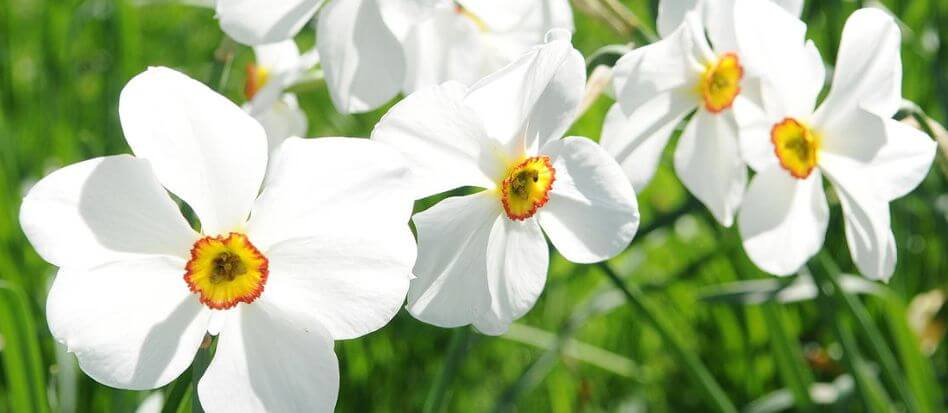 Flores de color blanco para el hogar