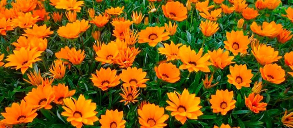Flores de color naranja para el hogar