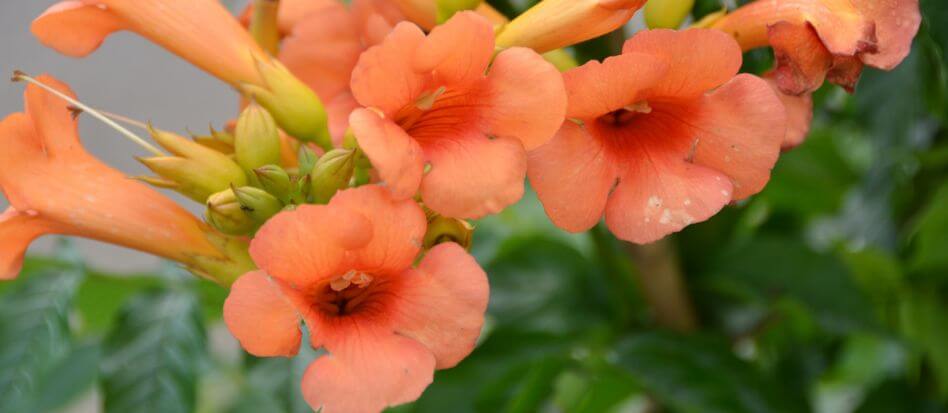 Flores de color naranja para exteriores