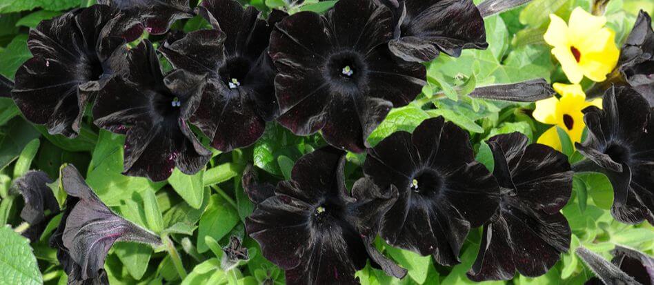Flores de color negro para el hogar