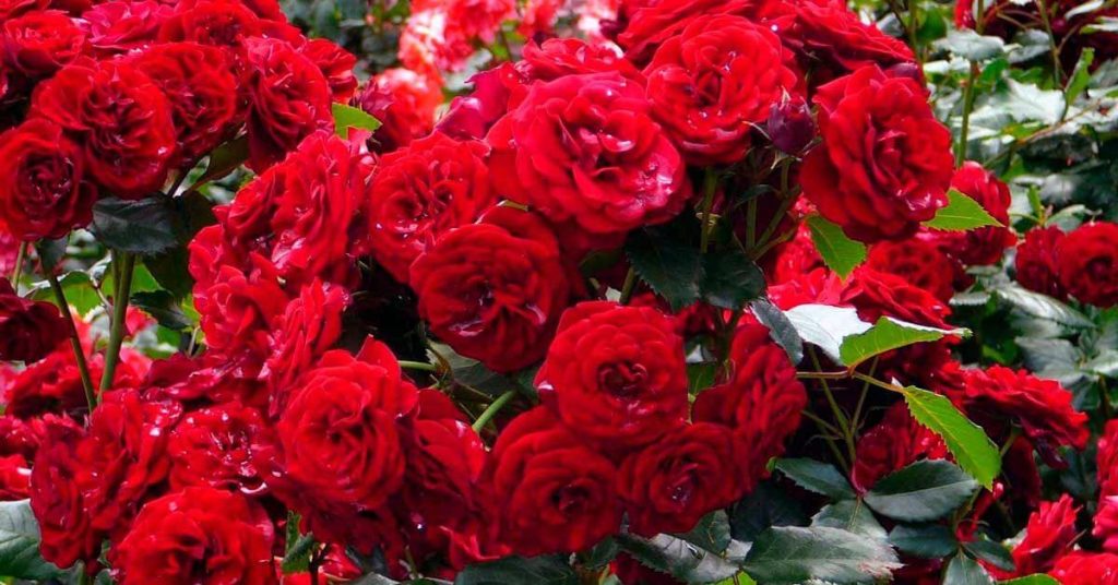 Flores de color rojo para el hogar