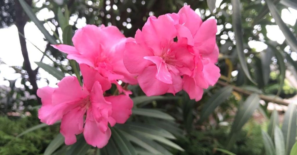 Flores de color rosa para el hogar
