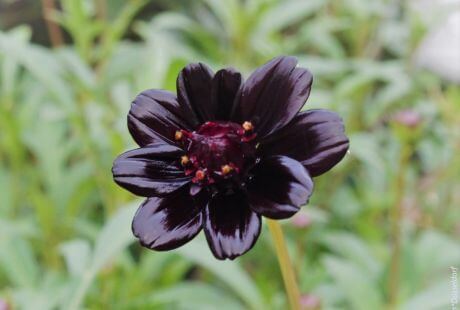 Flores negras bonitas