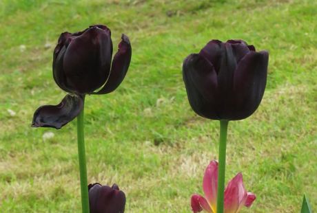 Flores negras clasicas
