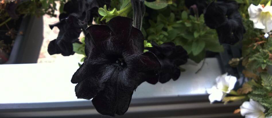 Flores negras para itneriores y exteriores