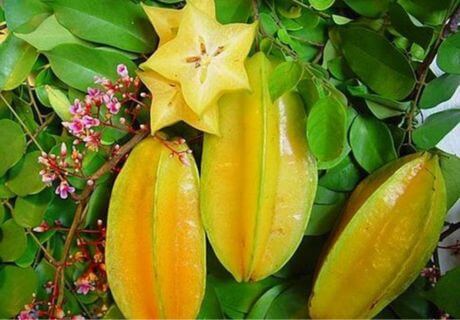 Frutas amarillas nutritivas