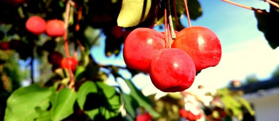 Frutas de color rosa saludables