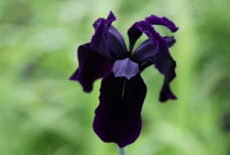 iris negro elegante