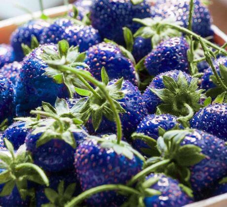 Las frutas son alimentos de color azul
