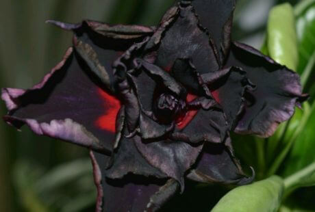 Planta viuda negra con flores de color negro