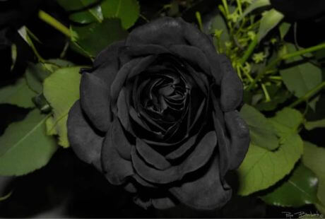 Rosa black baccara para novios